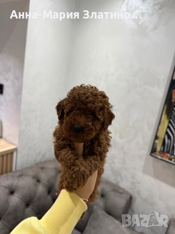 Момченце и момиченца той пудел, снимка 8 - Пудели - 52660405