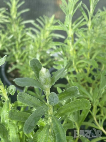 3 броя лавандула - 3 цвята