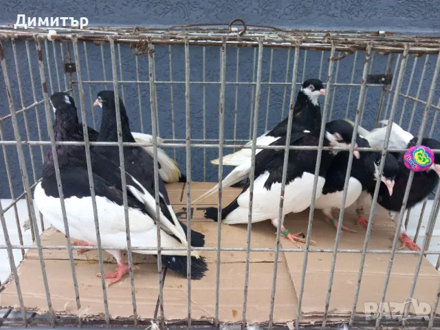 Продавам гълъби Ямболски Акмани , снимка 4 - Гълъби - 50425295