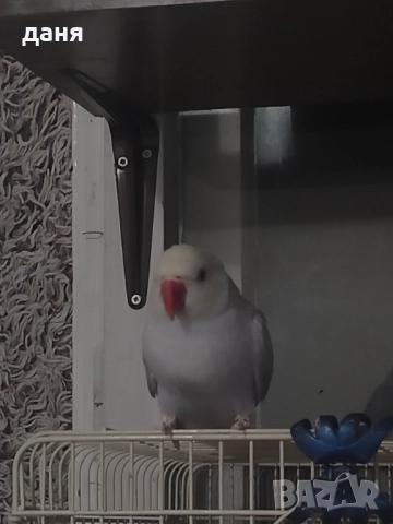 Продавам женски малък александр, снимка 3 - Папагали - 52743965