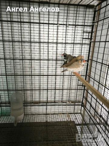 зеброви амадини , снимка 16 - Амадини - 52357881