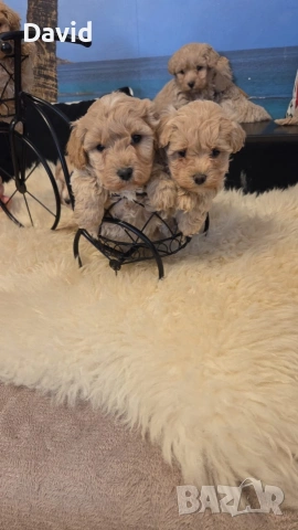 maltipoo, снимка 6 - Други - 53088253