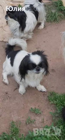 Японски хинчета, снимка 2 - Други - 52506287