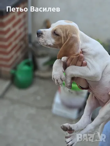 Продавам 5бр елитни пойнтери , снимка 6 - Пойнтер - 56370119