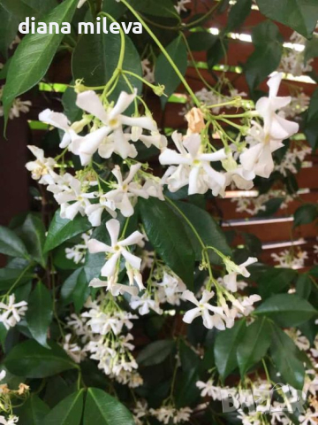 Жасмин, Trachelospermum Jasminoides, вечнозелен, студоустойчив, снимка 2 - Градински цветя и растения - 44919994