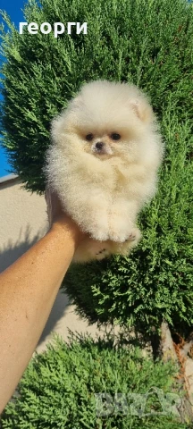 померан , снимка 4 - Померан - 51188671