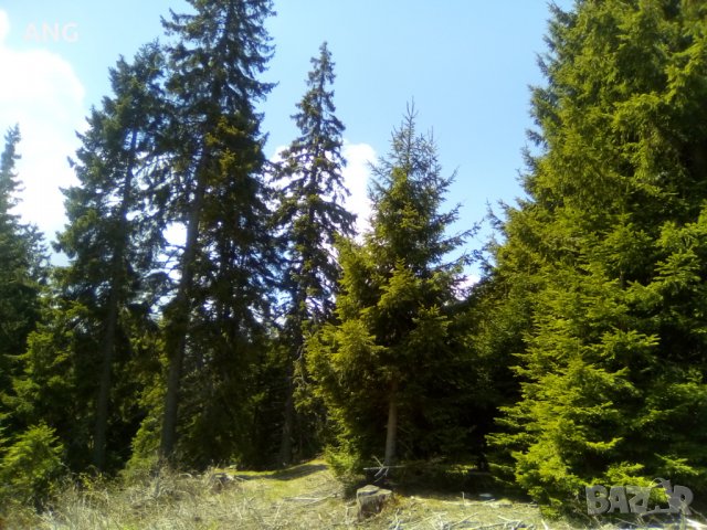 Продава парцел в к.к. Пампорово , снимка 3 - Парцели - 36934032