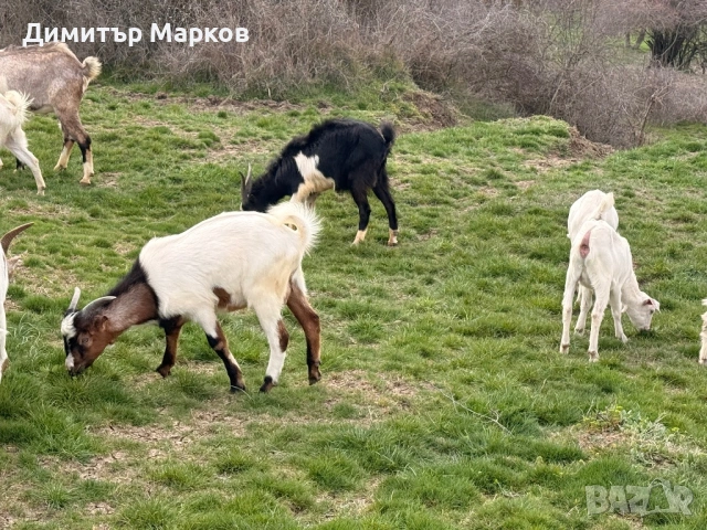 Продавам ЯРЕТА