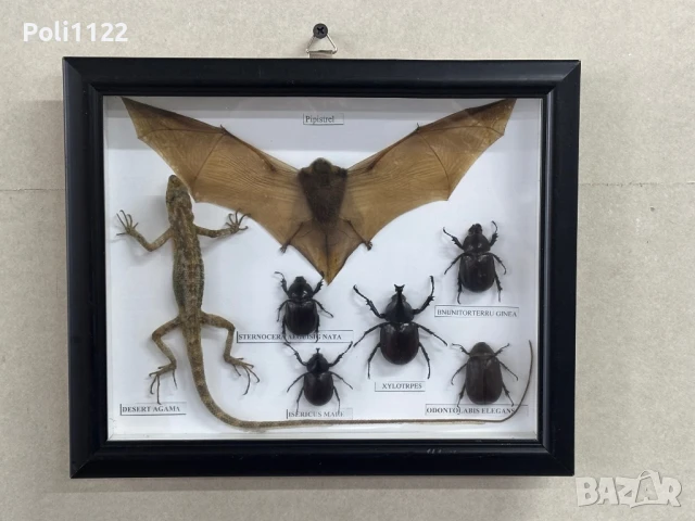 Препарирани прилеп,гущер и бръмбари, снимка 2 - Антикварни и старинни предмети - 50695383