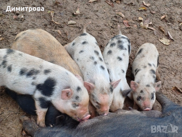 Виетнамски прасета, снимка 2 - Прасета - 51691763