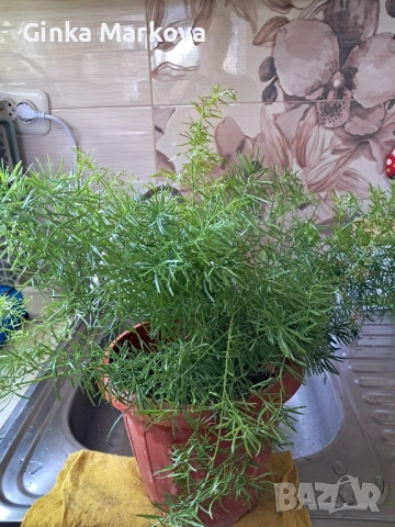 Малък Аспарагус - 4,99лв. Голям Аспарагус- 14,99лв.