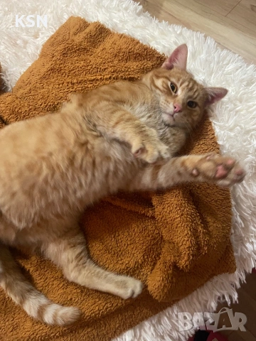 котарак си търси дом, снимка 2 - Други - 53178704