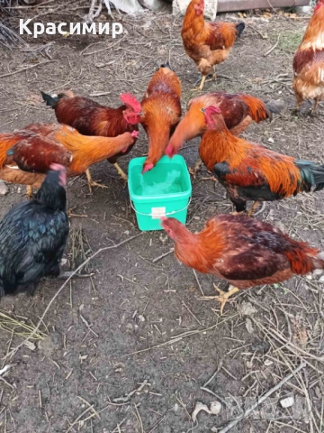 Продавам кокошки, петли породисти, неми патици., снимка 9 - Патици и гъски - 48682860