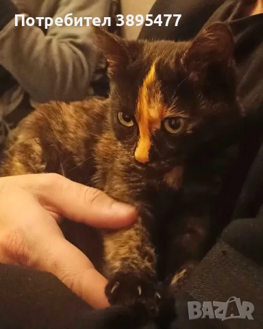 Коте, снимка 4 - Други - 52753657