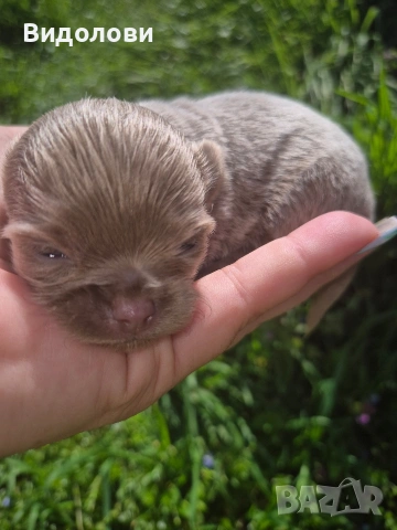 Дългокосместо мини чихуа мъжко , снимка 9 - Чихуахуа - 54295668