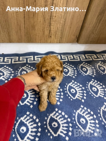 Той пудел момче, снимка 6 - Пудели - 52605999