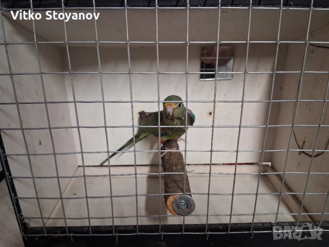 Многоцветен поен-женски, снимка 2 - Папагали - 52238797