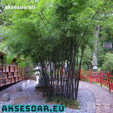 100 бр. ЧЕРНИ бамбукови семена - Phyllostachys nigra - Издръжлив рядък вид вечнозелен черен бамбук, снимка 14 - Сортови семена и луковици - 48993267