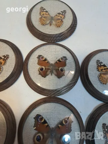 колекция пеперуди    18/1, снимка 3 - Колекции - 49002774