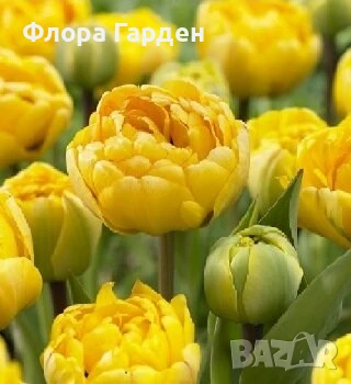 Луковици ЛАЛЕТА И ДРУГИ, снимка 6 - Сортови семена и луковици - 50970511