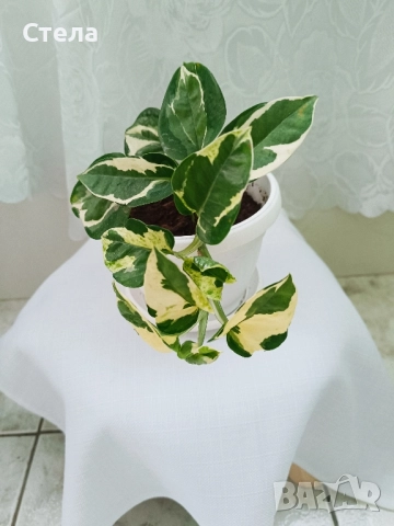 Шефлера, Бенджамин, Епипремнум, Хлорофитум и Бегония 