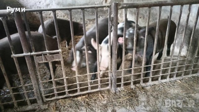 Продавам прасета , снимка 2 - Прасета - 52583102