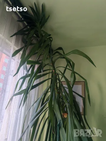 Слонска Юка Yucca elephantipes, снимка 2 - Стайни растения - 56121988