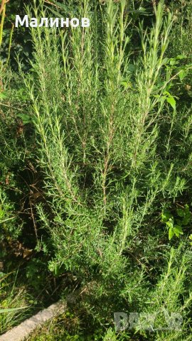 Розмарин - за пресаждане, пресен или за сушене, снимка 2 - Градински цветя и растения - 38104810