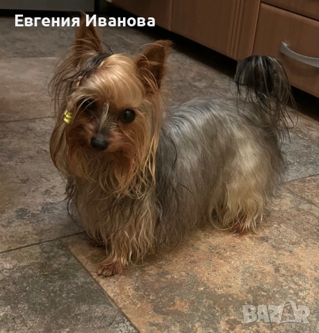 Йоркширски териер си търси приятелка, снимка 9 - Търси партньор - 35108985