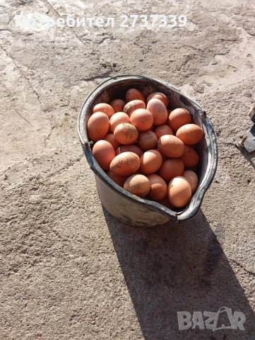 Кокошки ломан браун, снимка 3 - Кокошки и пуйки - 53992804