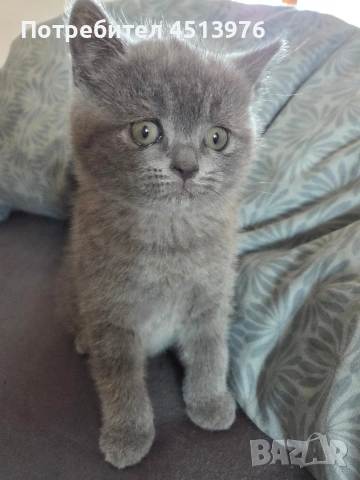 Котенца Британчета, снимка 4 - Британска късокосместа - 54273732