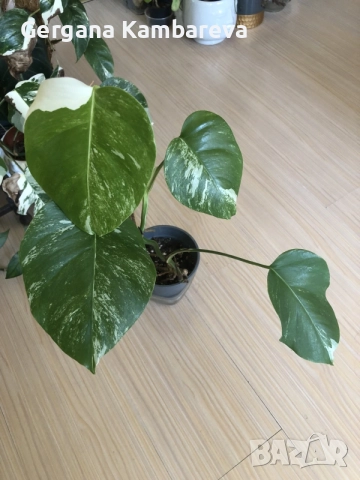 Monstera deliciosa Albo Variegata , снимка 5 - Стайни растения - 55938903