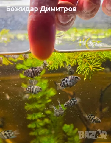 рибки син папагал  (Polar Blue Parrot Cichlid), снимка 4 - Рибки - 56085754