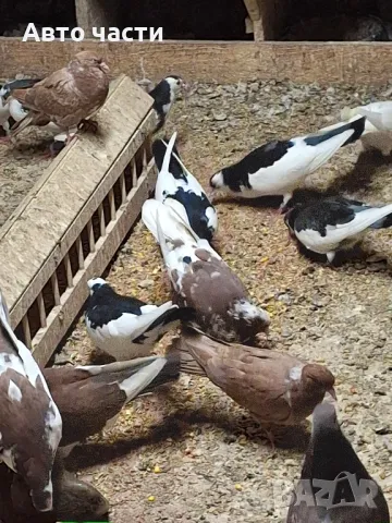 пазарджишки високолетачи със добри постижения , снимка 10 - Гълъби - 49029535