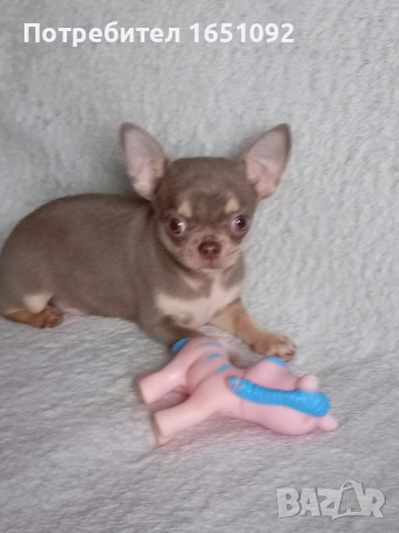 Чихуа, снимка 4 - Чихуахуа - 52440991