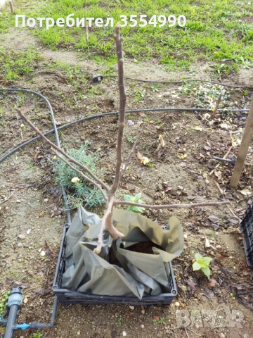 Смокиня - фиданки, снимка 2 - Разсади - 52733179