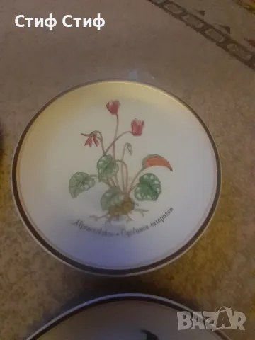  Ботаника Rose collection, снимка 4 - Други - 48721156