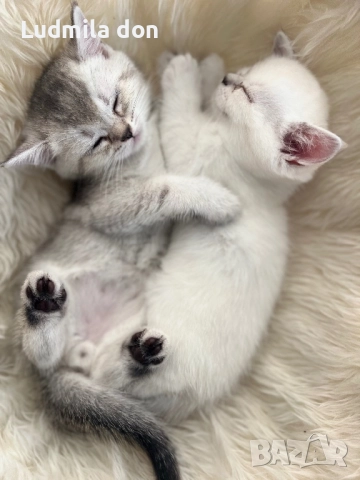 Продавам Британски Чинчили, снимка 1