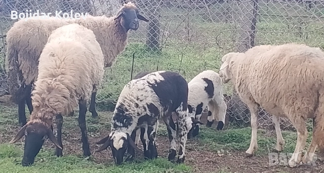 Продавам овце с агнета