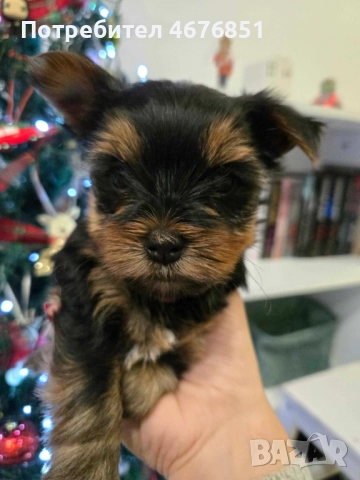 Йоркширски териер -Йорки, снимка 2 - Йоркширски териер - 52775775
