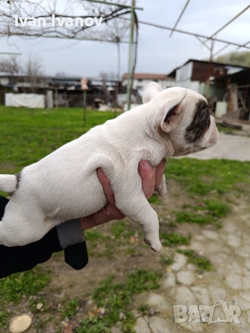 френски булдочета, снимка 5 - Френски булдог - 52489123