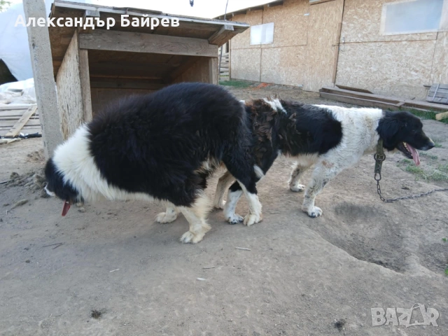 Каракачански кучета , снимка 8 - Каракачанска овчарка - 54327853