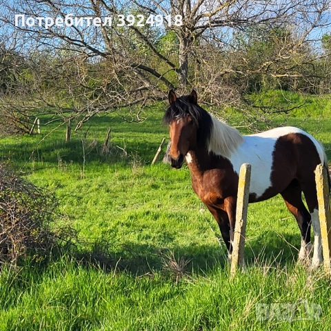 Продавам шарен кон жеребец , снимка 2 - Коне - 52837357