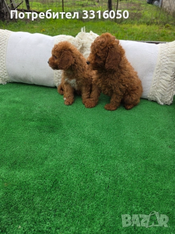 Мини пудел, снимка 5 - Пудели - 54091459