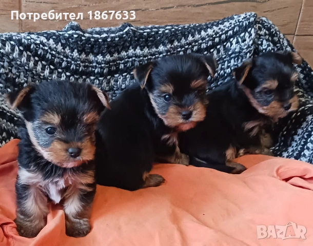 Продавам йоркширски териер, снимка 2 - Йоркширски териер - 53917087