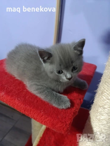 Прекрасни момичета шотландска клепоуха и правоуха!!!, снимка 5 - Британска късокосместа - 54061138