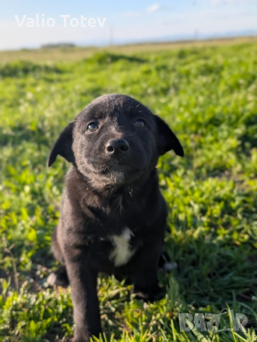 Енергични кученца кръстоска (Питбул териер x Белгийска овчарка) – за активни стопани