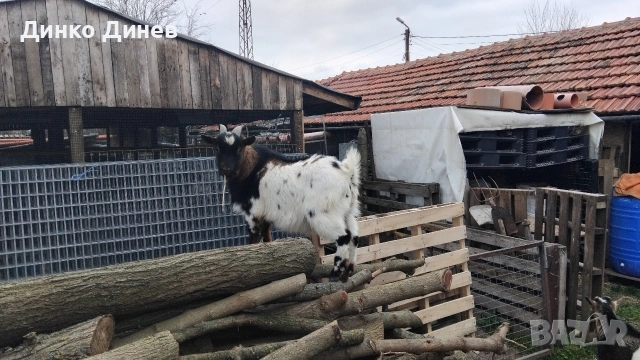 Мини холандски козлета ,кози ,яре 