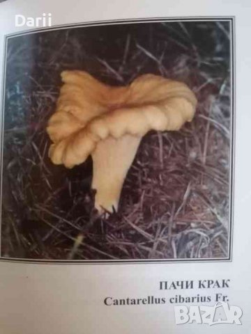 Гъбите, как да ги разпознаем- Емилия Боева, снимка 3 - Българска литература - 39863297