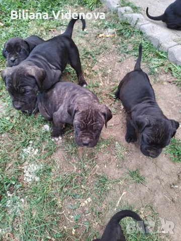 Продавам кученца Кане Корсо , снимка 3 - Кане корсо - 56329358